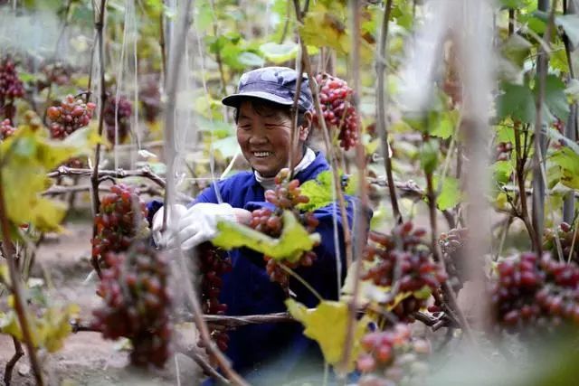 【走近鄉(xiāng)村看小康】溫室大棚成為農(nóng)民致富的“聚寶盆”