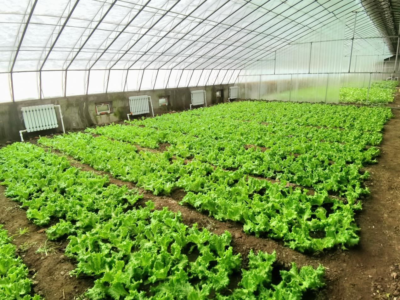 溫室大棚綠意濃！香坊區(qū)地產果蔬鮮花陸續(xù)上市