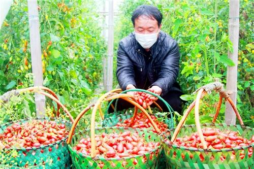 溫室大棚成“聚寶盆”