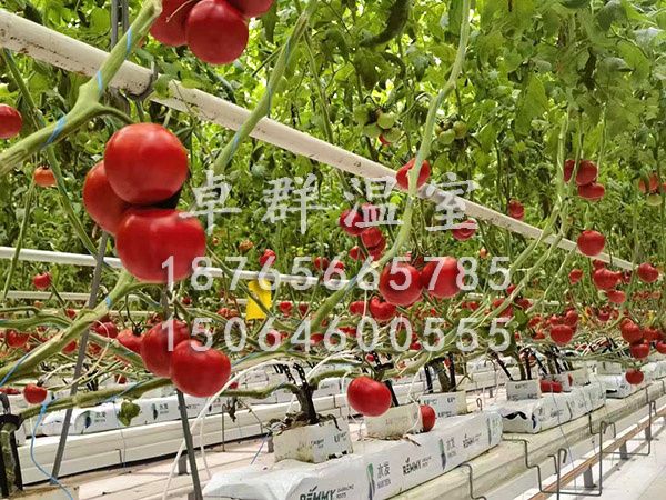 湖北恩施野三觀(guān)無(wú)土栽培