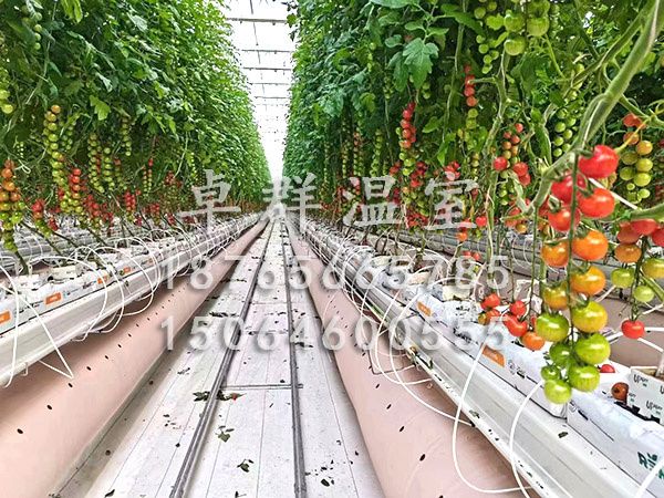 湖北恩施野三觀(guān)無(wú)土栽培